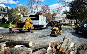 Best Palm Tree Trimming  in Exmore, VA