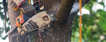 How Our Tree Care Process Works  in  Exmore, VA