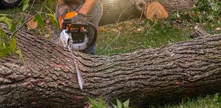 Best Stump Grinding and Removal  in Exmore, VA