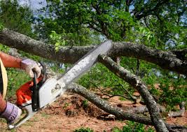 Best Tree and Shrub Care  in Exmore, VA