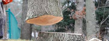 Best Tree Risk Assessment  in Exmore, VA