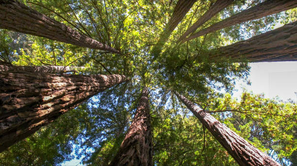 Best Hazardous Tree Removal  in Exmore, VA