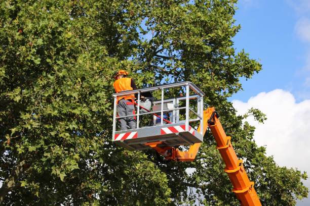 Best Arborist Consultation Services  in Exmore, VA