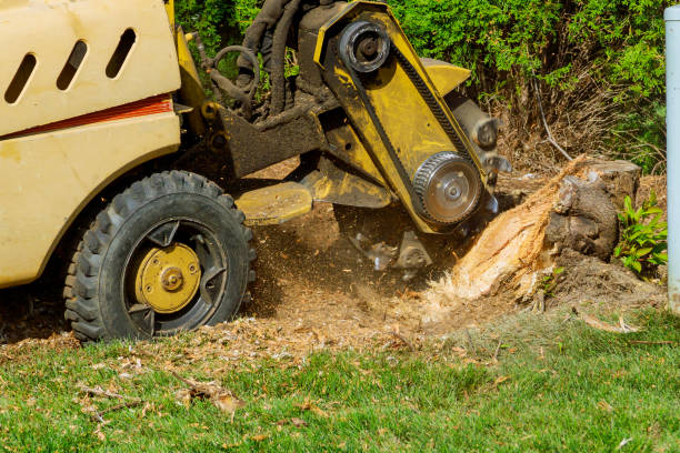 Best Tree Cabling and Bracing  in Exmore, VA