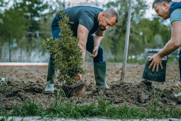 Best Storm Damage Tree Cleanup  in Exmore, VA