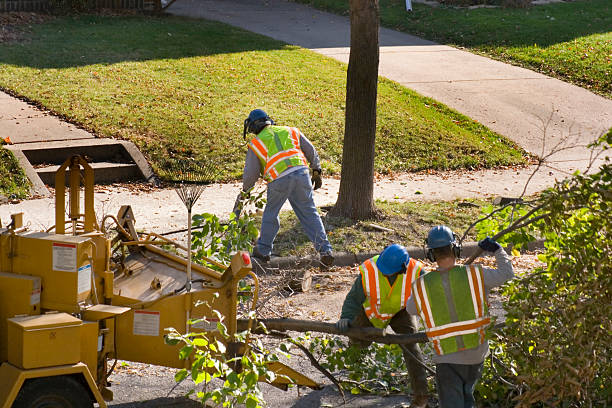 Best Tree Mulching  in Exmore, VA