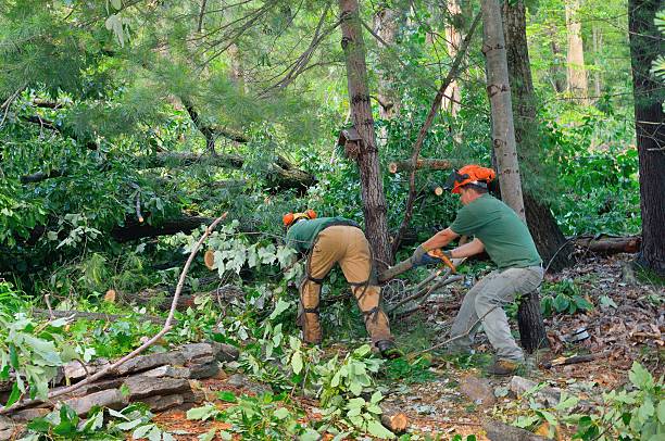 Best Lot and Land Clearing  in Exmore, VA