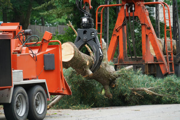 Professional Tree Services in Exmore, VA