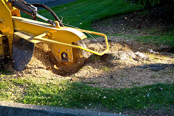 Best Soil Testing and Treatment  in Exmore, VA