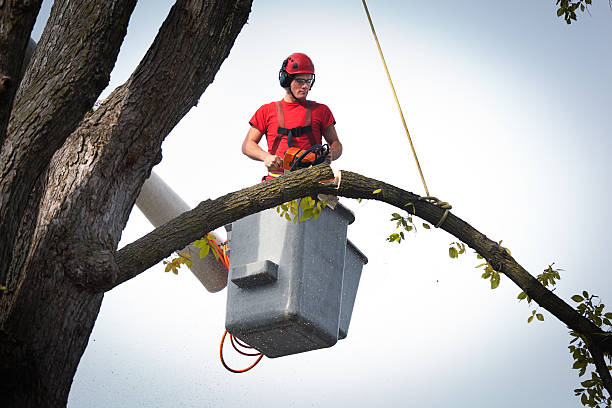 Best Tree Health Inspection  in Exmore, VA