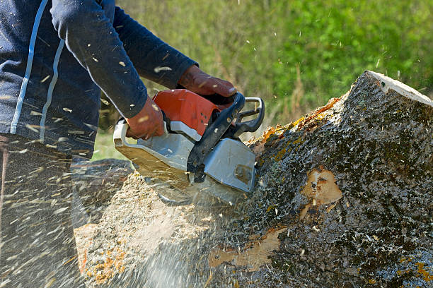 Best Tree Maintenance Programs  in Exmore, VA