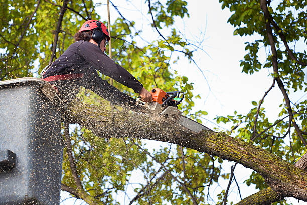 Best Tree Trimming and Pruning  in Exmore, VA