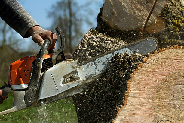 Best Root Management and Removal  in Exmore, VA