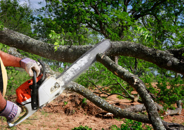 Best Lawn Watering Services  in Exmore, VA