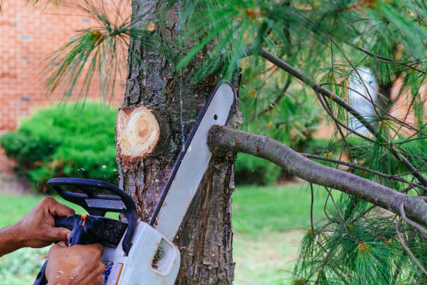 Best Lawn Maintenance Plans  in Exmore, VA
