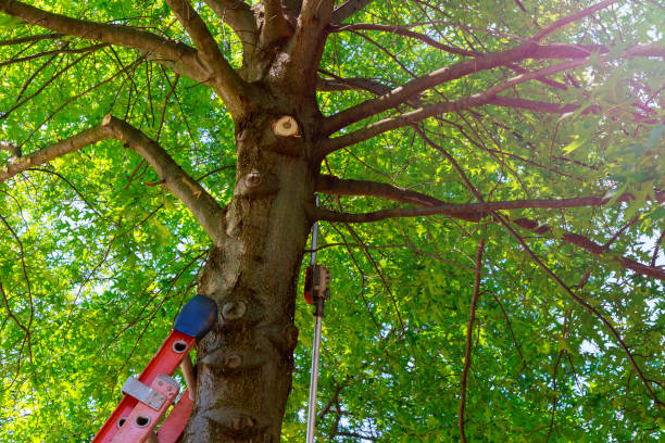 Best Tree Risk Assessment  in Exmore, VA
